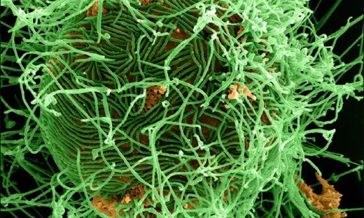 為蟲害疫苗打造“超級粘合劑”，SpyBiotech獲GV和牛津400萬美元投資